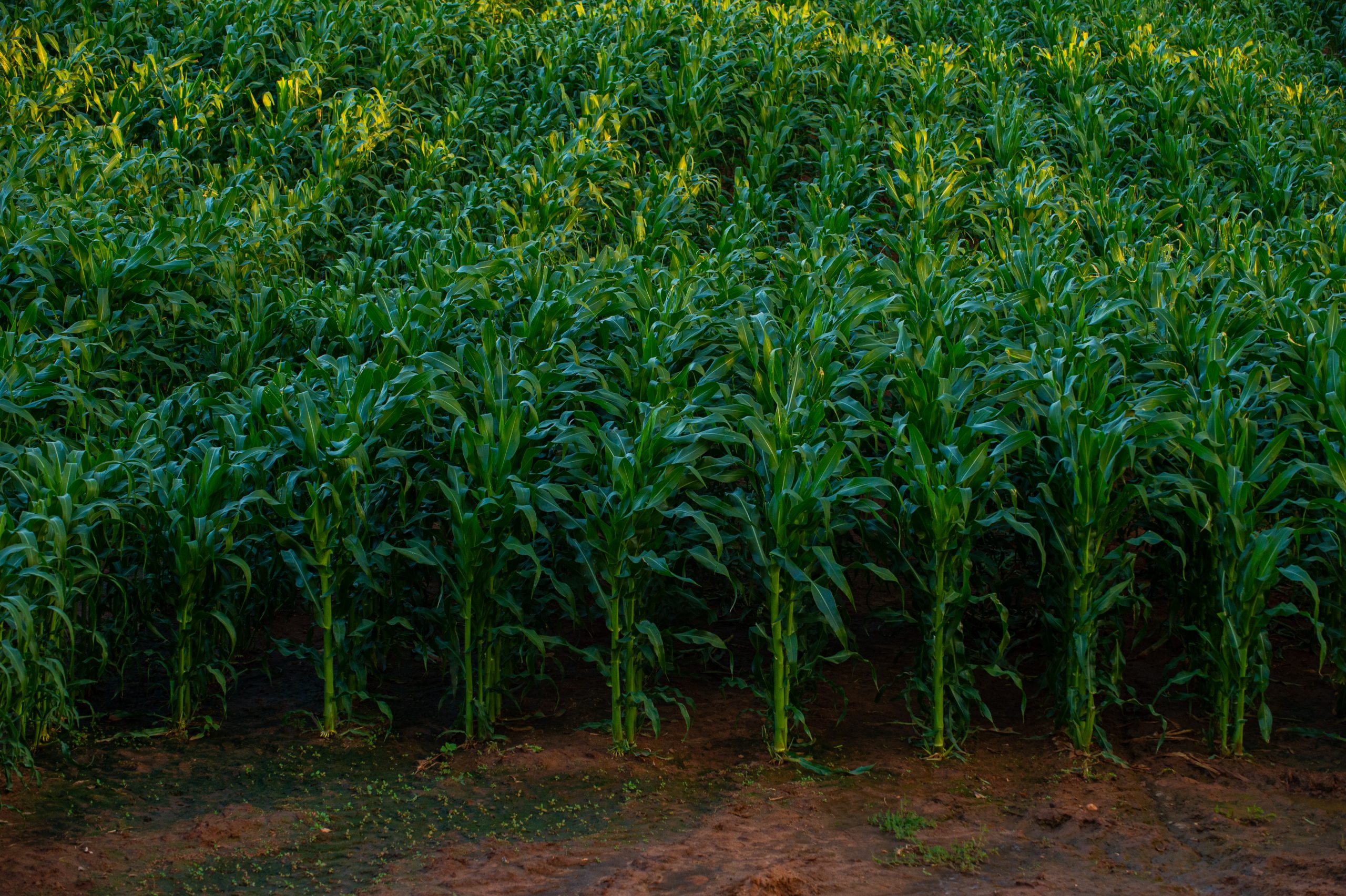 GV664 A Zambia Seed Company Limited Zamseed gv664-a-zambia-seed-company-limited-zamseed