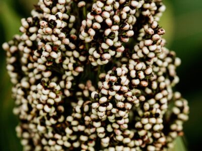 Sorghum