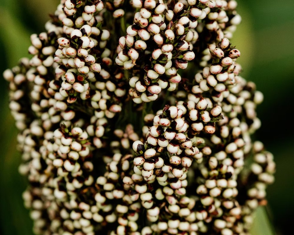 A ripening sorghum head
