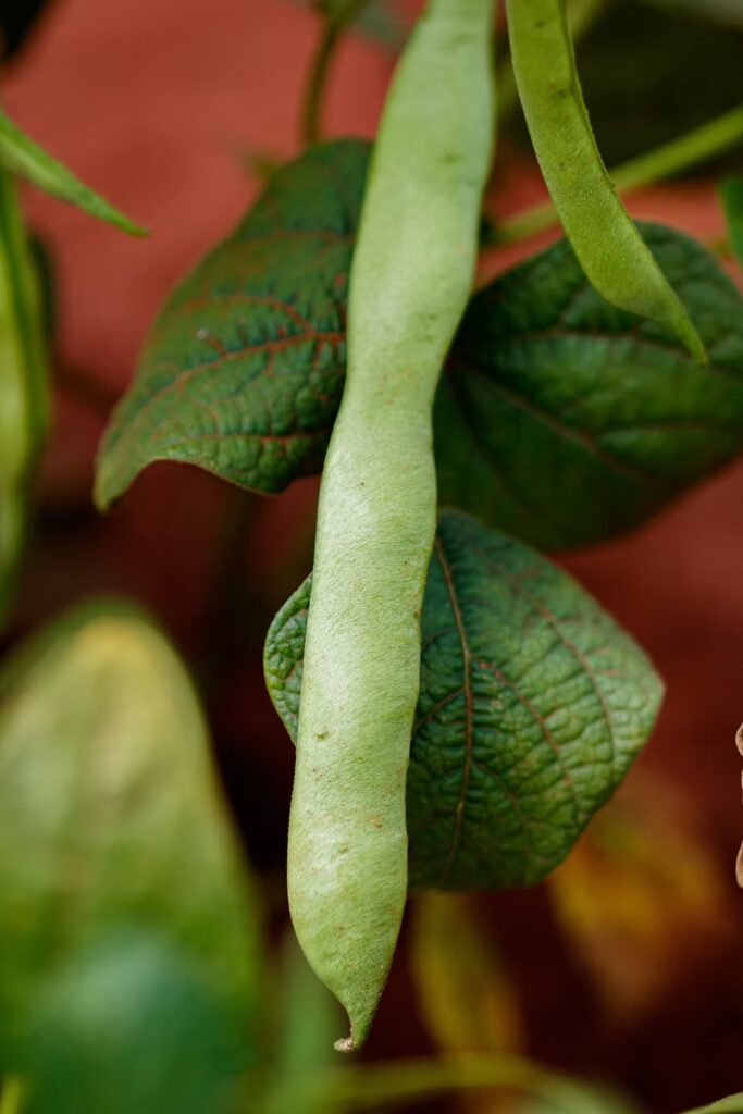 Zamseed bean pod ripening on the plant
