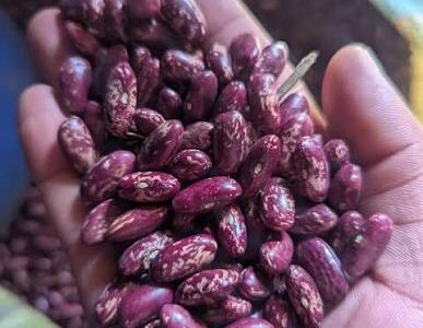 Beans