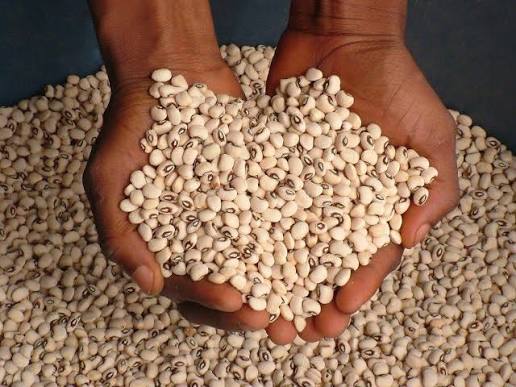 A handful of harvested cowpeas