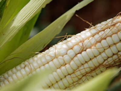 Maize