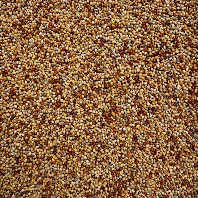 Harvested millet grain