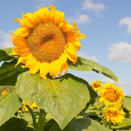 A sunflower crop in flower