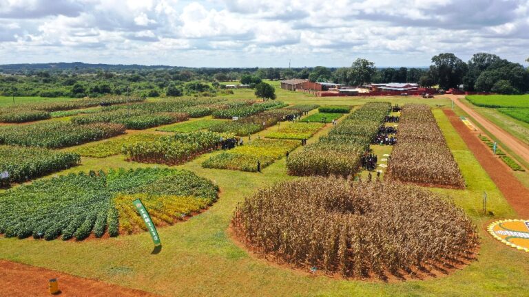 Certified Zamseed seed in the field