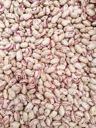 Lyambai sugar bean seed