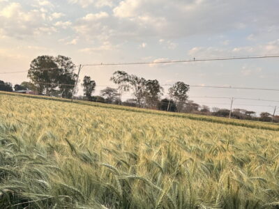 Wheat