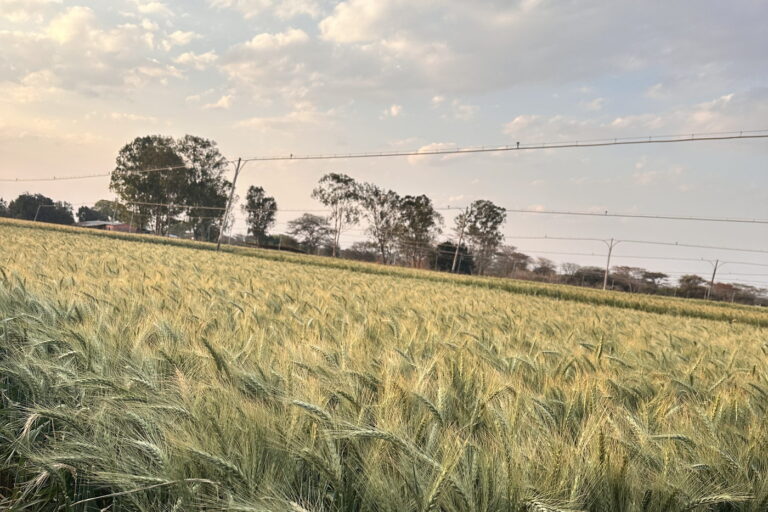 A Zamseed wheat crop in the field