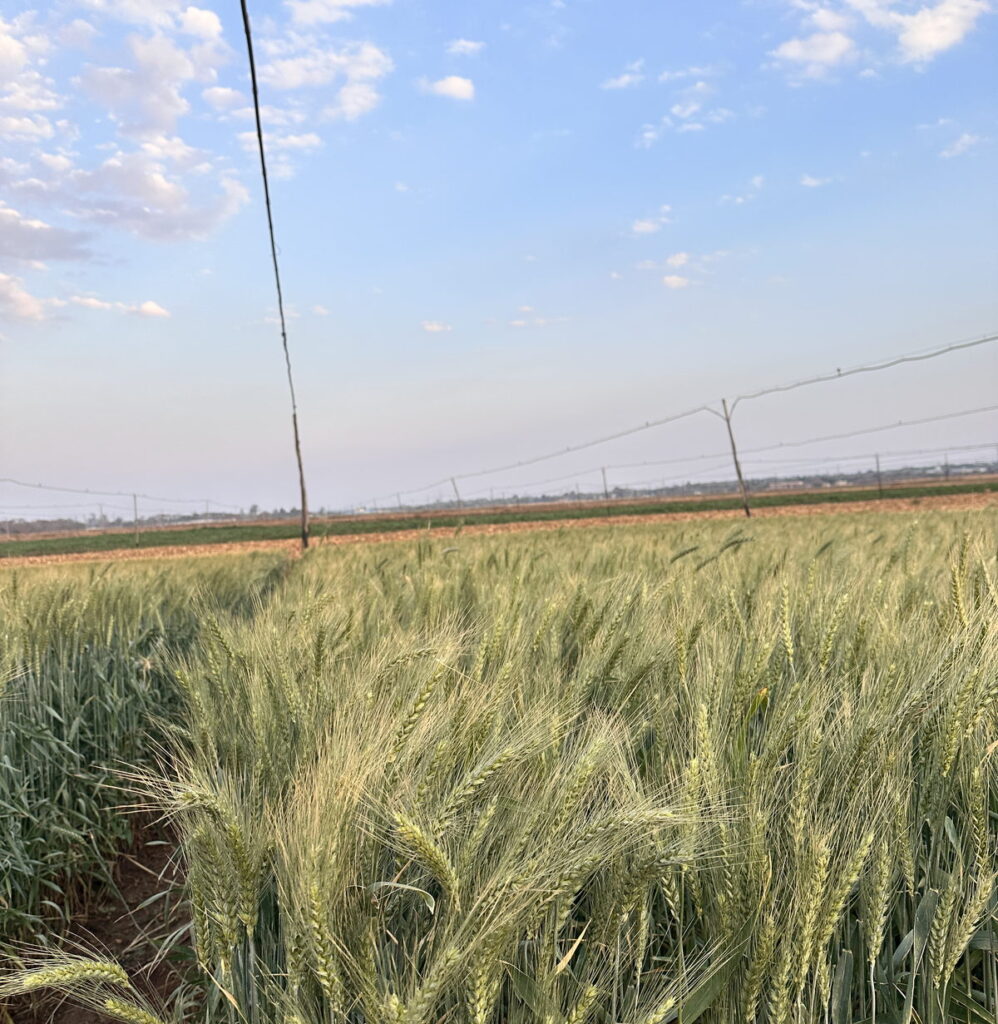 A Zamseed wheat crop in the field