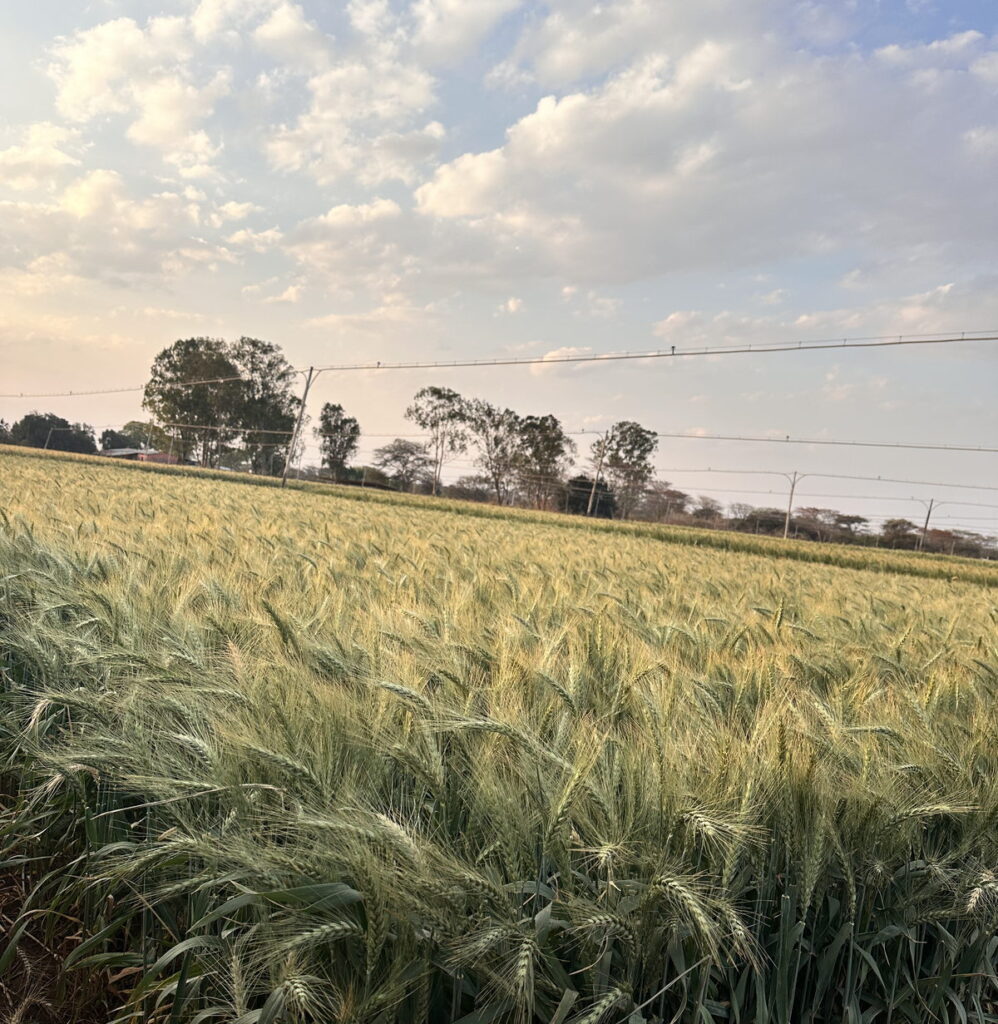 A Zamseed wheat crop in the field