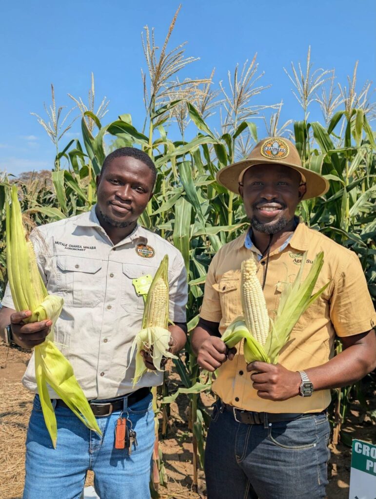 Two young agripreneurs holding freshly harvested maize cobs in a Zamseed field