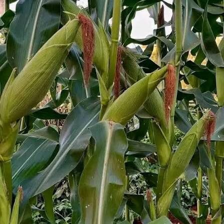 Zamseed ZMS 520 maize variety image 1