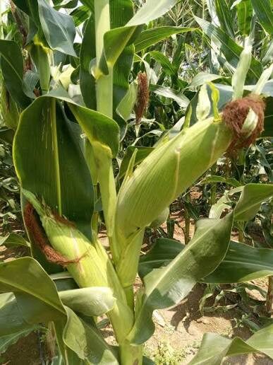 Zamseed ZMS 608Y maize variety image 1