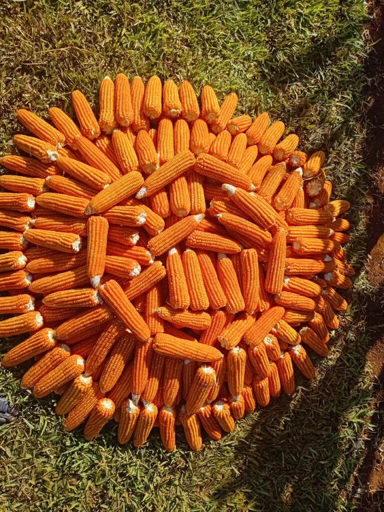 Harvested GV 664A orange maize cobs