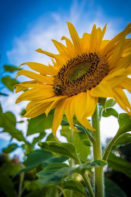 Record sunflower head