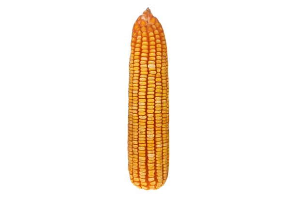 Orange maize cob