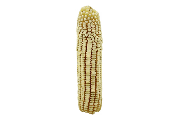 ZMS 328 maize cob