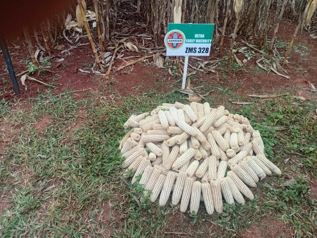 Harvested ZMS 328 cobs at a demonstration plot