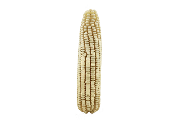 ZMS 451 maize cob