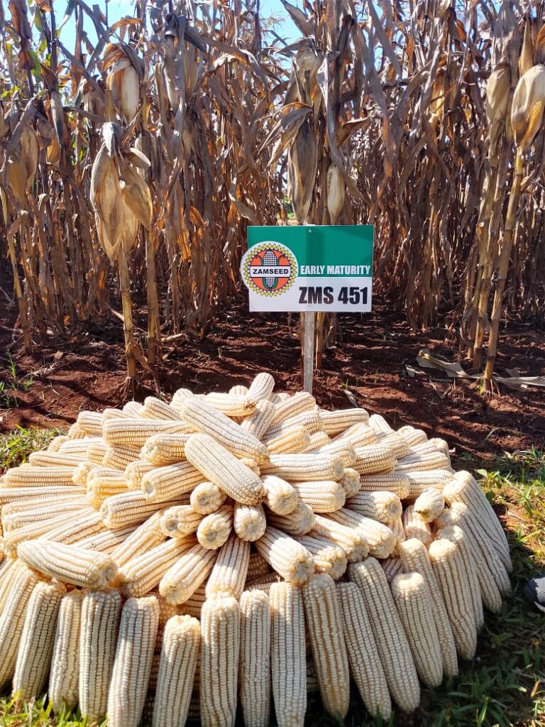 Harvested ZMS 451 cobs at a demonstration plot