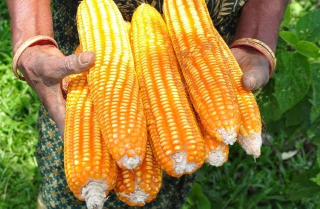 ZMS 608Y yellow maize cobs