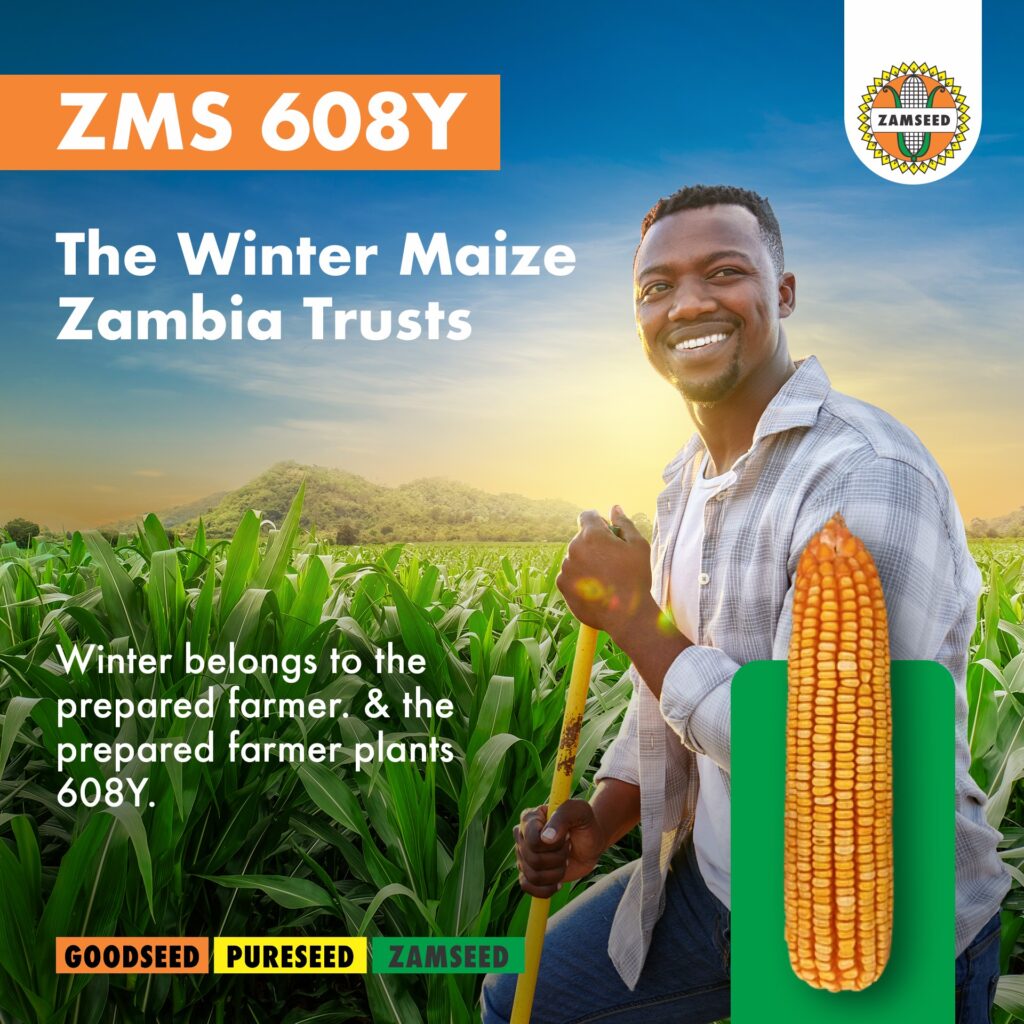 ZMS 608Y, the winter maize Zambia trusts