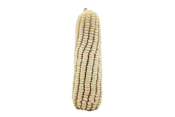 ZMS 620 maize cob