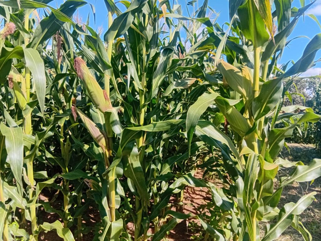 ZMS 620 maize in the field