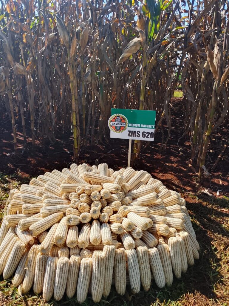 Harvested ZMS 620 cobs at a demonstration plot