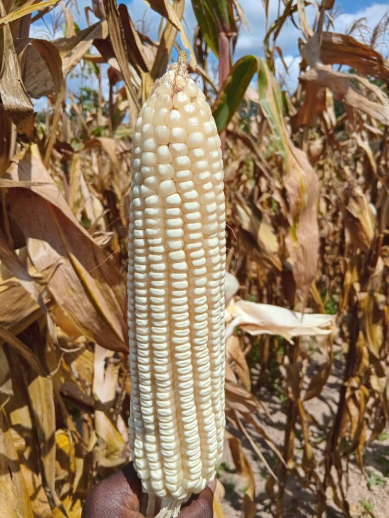 ZMS 721 cob in the field