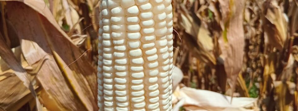 ZMS 721 cob in the field